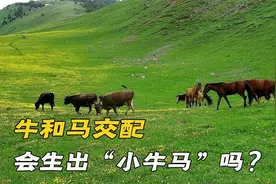 驴和马生出了骡子，那视频封面