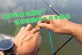 用玉米钓鱼总脱钩？这是玉米挂错了，这样正确挂玉米好入口不跑鱼视频封面