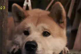 全世界仅有一座雕像的狗-忠犬八公，为了一个约定，等待十年！视频封面