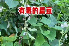扁豆也叫蛾眉豆，它富含“天然毒素”，我们怎么吃才安全呢？