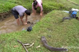 野外捕鱼技巧：水泵辅助捕鱼方法展示。视频封面