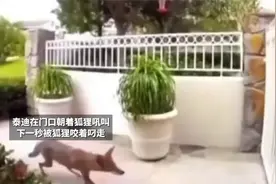 泰迪在门口对着狐狸叫，下一秒被狐狸叼走了#监控下的一幕视频封面