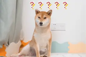 柴犬和柯基的混血小狗出生了，每一只小狗的出生都让我提心吊胆视频封面