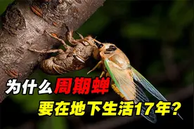 知了猴和蝉是什么关系？为什么周期蝉，要在地下生活17年？