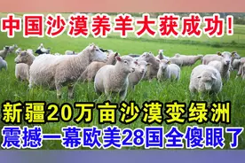 中国沙漠养羊大获成功！新疆20万亩沙漠变绿洲