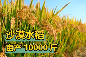 太离谱了，新疆沙漠水稻亩产10000斤，或成中国“大粮仓”视频封面