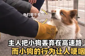 小狗因为眼睛失明，被主人丢弃在高速路上，而小狗的行为让人落泪视频封面