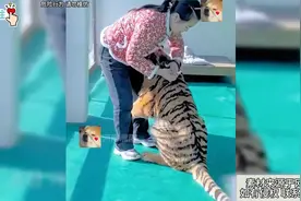 硬是把老虎养成了大猫！ 大老虎京京打针委屈找奶妈要抱抱