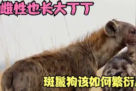 雌性也长大丁丁，斑鬣狗该如何繁衍后代？难道它们一只狗也能生