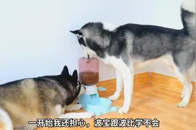 狗粮自助喂食器，二哈能会用吗？视频封面