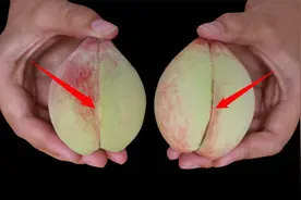 今天才知道，挑选桃子瞧一眼这个位置，一挑一个准，香甜又多汁视频封面