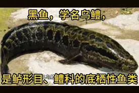 黑鱼，学名乌鳢，是鲈形目、鳢科的底栖性鱼类视频封面