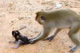 6. 猴妈强行给幼崽断奶，小猴子不服，妈妈彻底怒了#动物世界视频封面