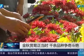 美翻了！福州西湖菊花展开展，千余种菊花竞相绽放，美不胜收视频封面