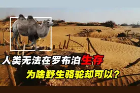 人类无法在罗布泊生存，为什么野生骆驼却可以？它有何神奇之处？