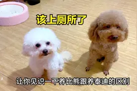 主人在外出差，用监控指挥狗狗上厕所，狗狗竟然听得懂？视频封面