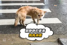 看着被拴住的狗狗，在院子里淋雨