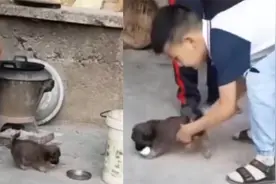 男孩剥好鸡蛋不慎掉在地上，狗子眼疾手快一口吞下：地上的归狗视频封面