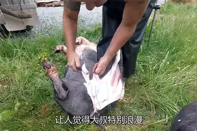 大师切猪皮，猪肚子划一刀，吊起来一扯，像剥香蕉皮般顺滑，厉害