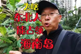 为啥，东北人，能占领海南岛？只要一对话，除了海南人就是东北人视频封面