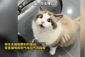 网友去猫咖跟别的猫玩 家里猫咪闻到气味后气到跺脚