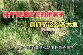 今天抽干高速路下的桥洞子，好几年没干了，里面藏了很多大鱼视频封面
