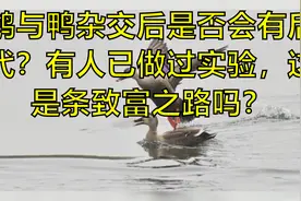鹅与鸭杂交后是否会有后代？有人已做过实验，这是条致富之路吗？视频封面