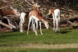 Dama_Gazelle家族视频封面