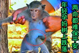 第一次怀孕的小母猴，从很高的树上掉下来，两命难保视频封面