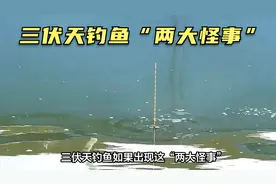 三伏天钓鱼如果出现这“两大怪事”，建议不要钓鱼，赶紧收杆回家视频封面