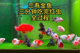 兰寿金鱼三分钟吃完红虫全过程，嘎嘎炫！