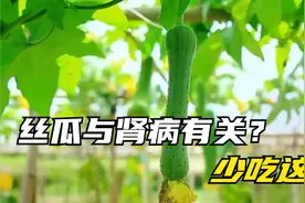 丝瓜与肾病有关？医生：不想肾脏“罢工”，这5物最好忌口视频封面