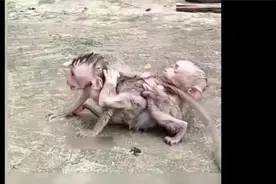 猴子69式抱在一起，猴膏药眼睛一闭表示剩下的事情交给你了