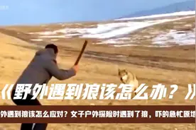 野外遇到狼该怎么应对？女子户外探险时遇到狼，吓的急忙原地返回视频封面