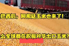 继巴西后，阿根廷玉米也来了！为什么全球都在积极对华出口玉米？视频封面
