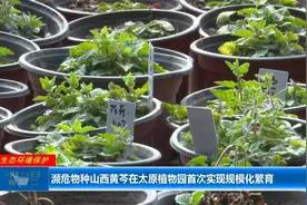 濒危物种山西黄芩在太原植物园首次实现规模化繁育视频封面