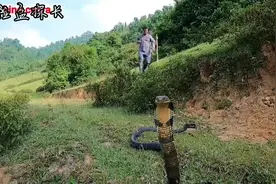一对夫妇在野外遇到了可怕的眼镜蛇视频封面