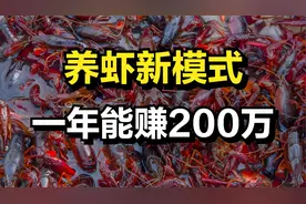 他养虾的方式不一般，一斤龙虾最贵能卖50元，年收入高达200万元