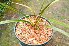 杉木屑养兰花好不好？项哥花4个月用春兰做实验，今天揭晓答案！视频封面