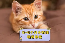 0-6个月的小奶猫喂养方法，宠主赶紧收藏起来！