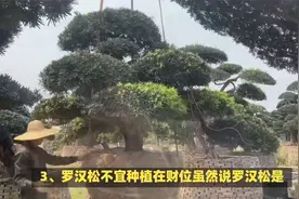 四大镇宅之树的最佳种植位置视频封面