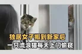 女孩搬新家后，一只流浪猫每天在门口哀叫，背后原因让人动容！
