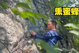 偶遇石洞蜂，目测有20斤蜂蜜，小伙用网红法熏蜜蜂视频封面