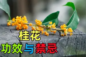 桂花的功效、作用与禁忌视频封面