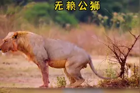 四只无赖公狮看上母狮首领女儿，为了护住女儿不被侵犯，直接开打视频封面