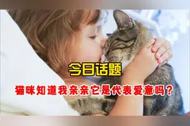 今日话题：猫咪知道我亲亲它是代表爱意吗？
