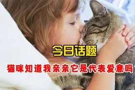 今日话题：猫咪知道我亲亲它是代表爱意吗？视频封面