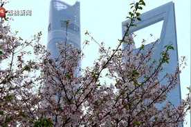 花花世界！上海街头樱花盛放浪漫唯美视频封面