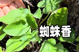 探秘山中奇药蜘蛛香，全株带着浓烈香味，民间懂的人都把它当宝贝