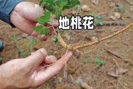地桃花又名刀伤草，它不只开花漂亮，药用价值可称一绝！视频封面